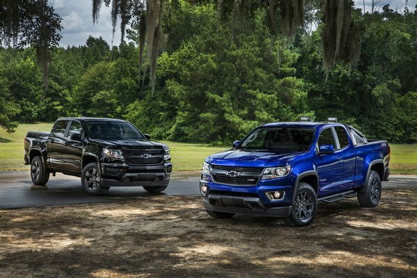 Black and blue Chevrolet pickups are standing on the edge of the forest