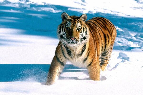 La bella tigre a strisce cammina sui cumuli di neve