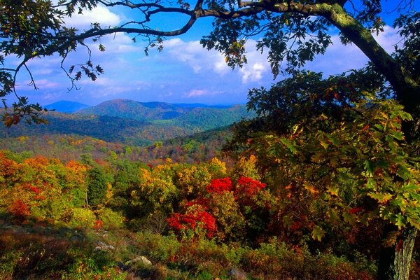 Arbustos y árboles de otoño en el fondo de las montañas montañosas