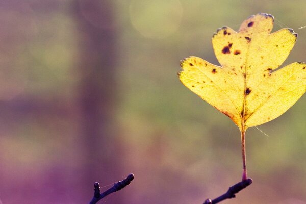 Hoja de otoño en tiempo soleado