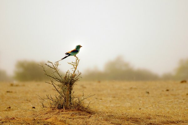 Ein mehrfarbiger Vogel auf einem Wüstenstrauch