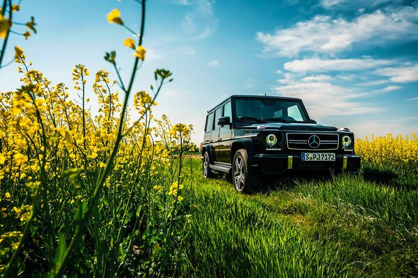 A car in a sunny and floral field