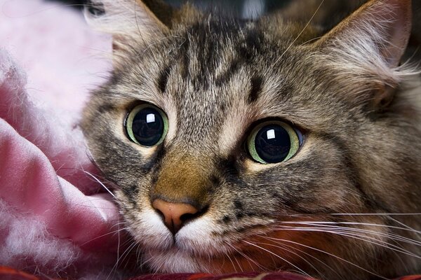 Mysterious eyes of a cat look straight into the soul