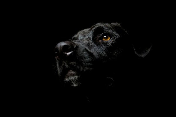 Schwarzer Hund auf schwarzem Hintergrund