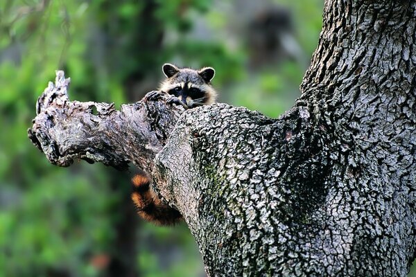 The raccoon is sitting in a tree, she has small eyes