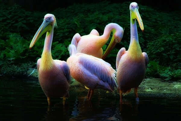 Pélicans multicolores dans l eau