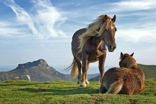 Bel tempo cavallo riposa sulla montagna