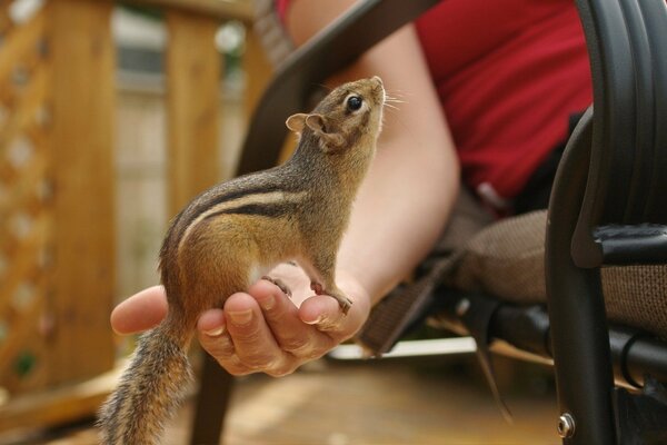 Netter Streifenhörnchen auf dem Arm