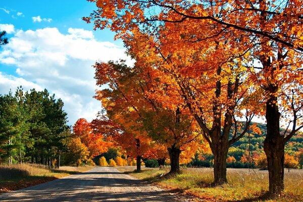 A road on a background of yellow and green trees