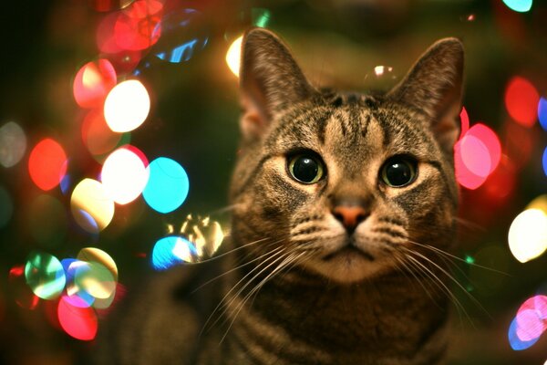 Katze mit grünen überraschten Augen vor dem Hintergrund von bunten Lichtern