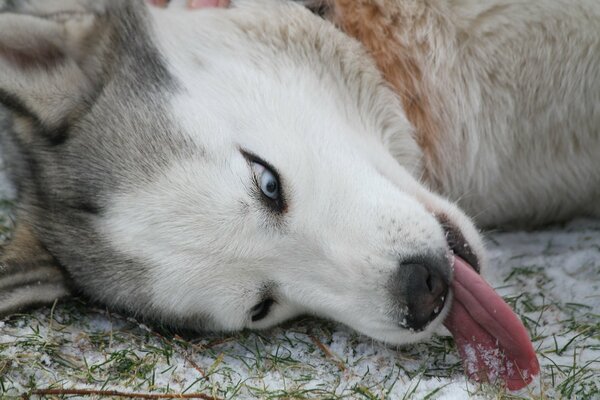 Husky wygłupia się w śniegu