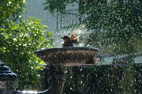 Der Vogel badet im Brunnen und spritzt Wassertropfen