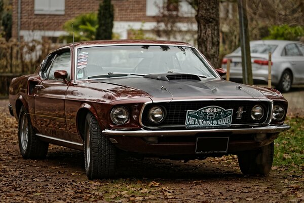 Mustang marrón chic en el fondo de la casa