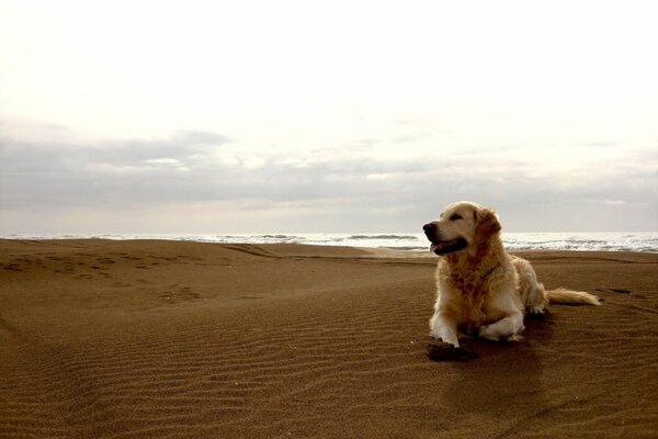 Golden retriever na plaży