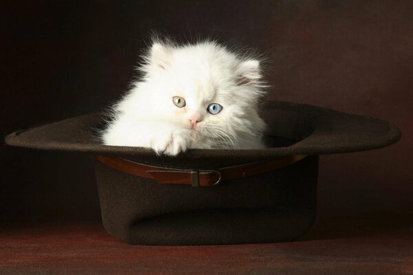 A white fluffy kitten with different eyes sits in a black hat