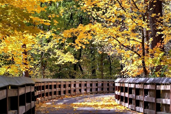 Ponte di legno nella foresta tra gli alberi autunnali