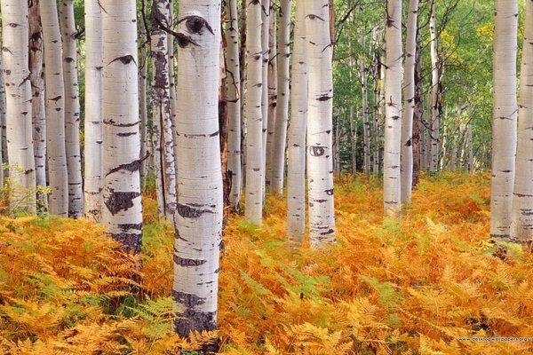 Birkenhain Herbststimmung