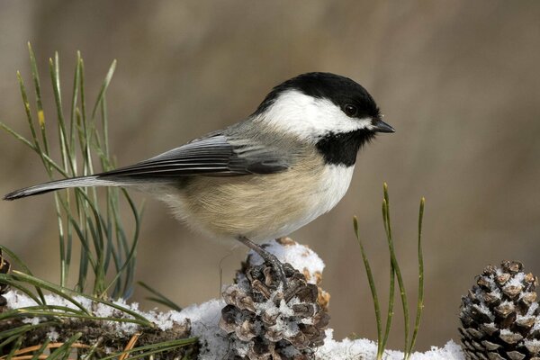 Oiseau parnetye très beau assis bosse mésange