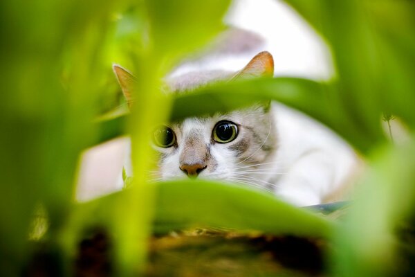 Lo sguardo ravvicinato del gatto sulla preda