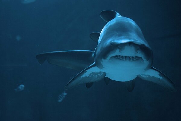 A shark in the vast expanses of the ocean