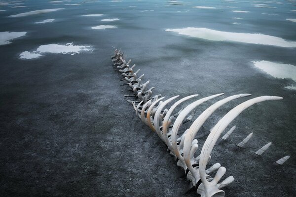 Whale skeleton on the black sand beach