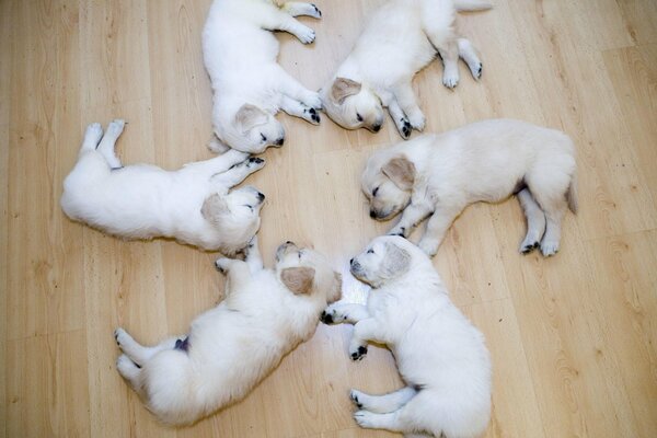 Beautiful puppies sleeping together on the floor