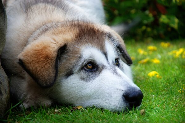 Mesmerizing eyes of a husky lying on the grass