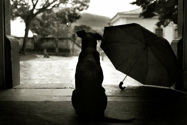 Ein gnädiger Hund sitzt und schaut auf den Regen , während ein Regenschirm daneben liegt