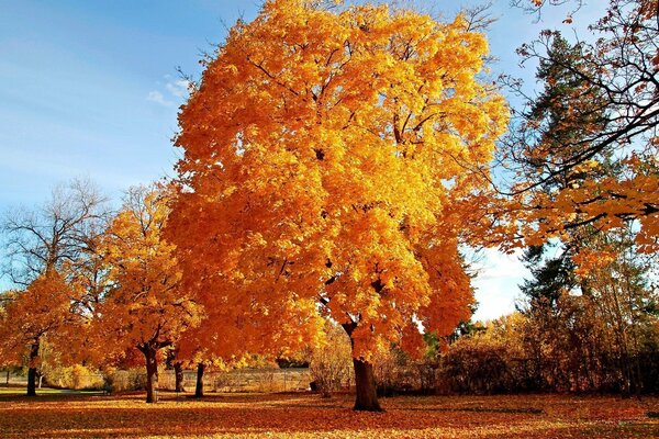 A walk to rake colorful leaves into a pile and sprinkle them from head to toe