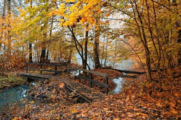 Autumn beauty. Longing and expectation of something beautiful