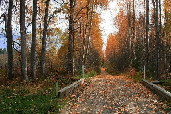 A leafy road in the autumn forest