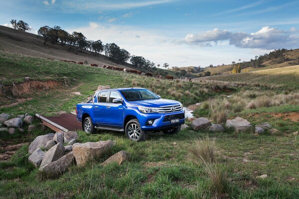 Azul Toyota Pickups paseos en la hierba verde