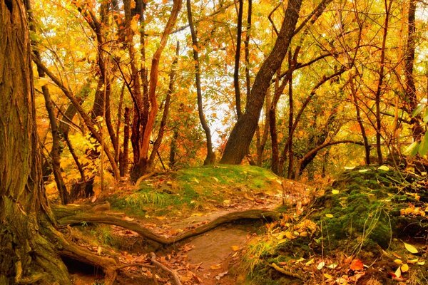 Feuilles caduques du feuillage jauni dans la forêt