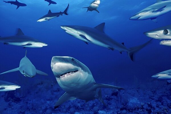 El mar azul está lleno de tiburones