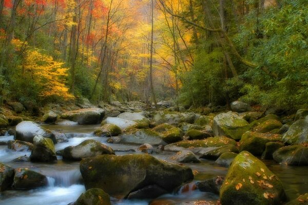 Fiume della foresta che scorre sulle pietre