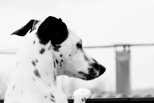 Ein Hund, von schöner Farbe, schaut in die Ferne