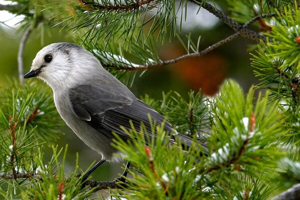 Schöner Vogel auf einem Ast