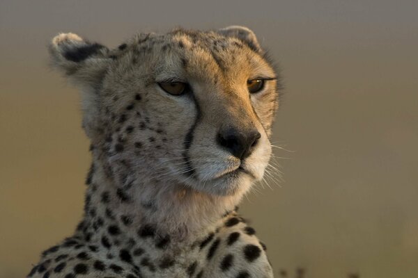 Cheetah with intelligent eyes looks into the distance