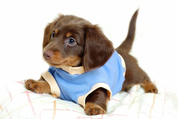 A little puppy in a blue shirt