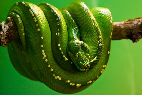 A snake on a branch waiting for a victim