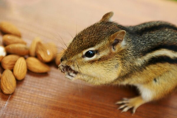 Chipmunk isst Nüsse auf dem Tisch