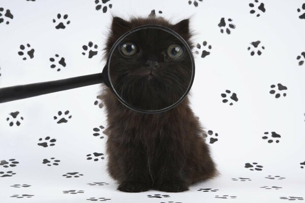 A black kitten looks through a lens on a white background with black traces