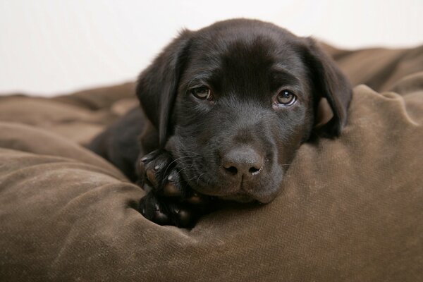 Lovely eyes of a black puppy