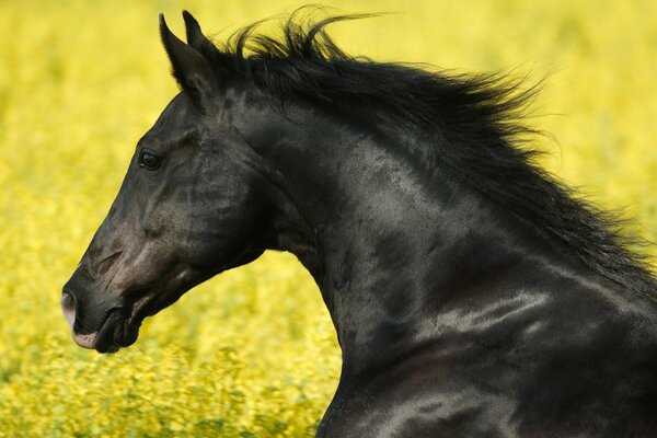 Black horse in the field