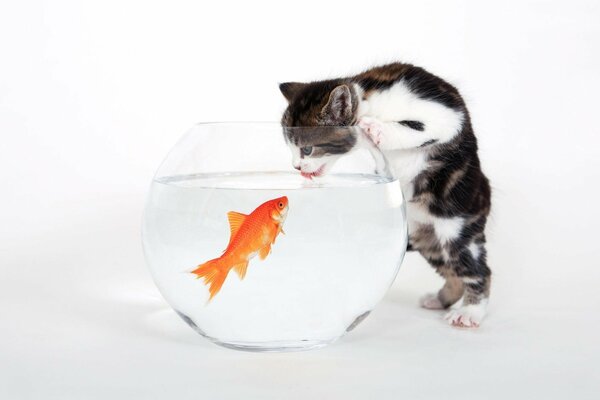 A kitten drinks from an aquarium with a goldfish