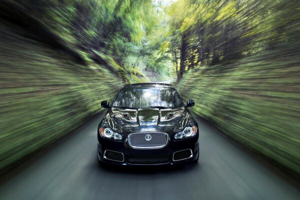 Jaguar noir en mouvement sur la route dans la forêt