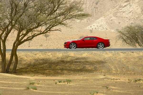 Coche rojo en el desierto junto a un árbol