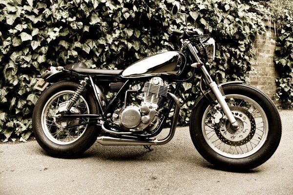 Motorcycle near a stone wall with plants