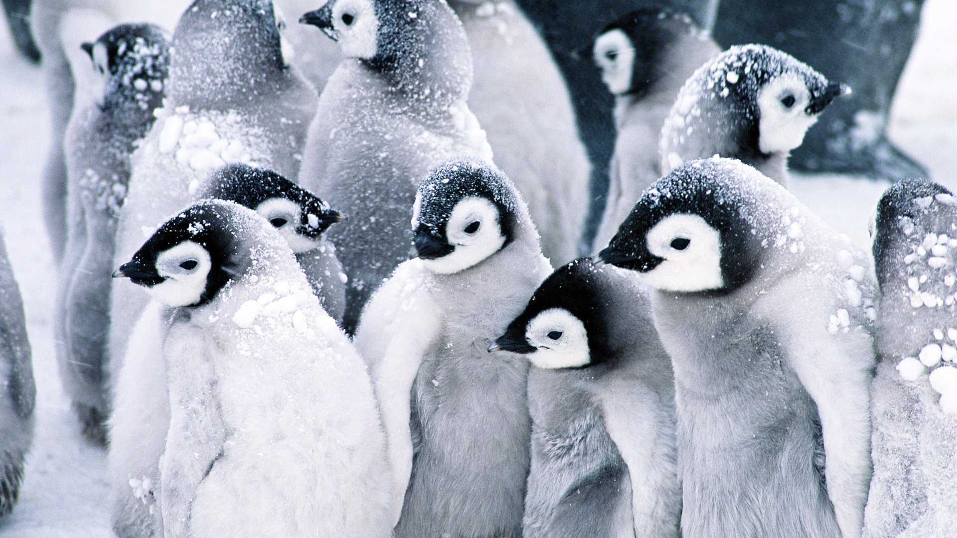 niños pequeños pingüinos bola de nieve peludos abrigos de piel blanco negro