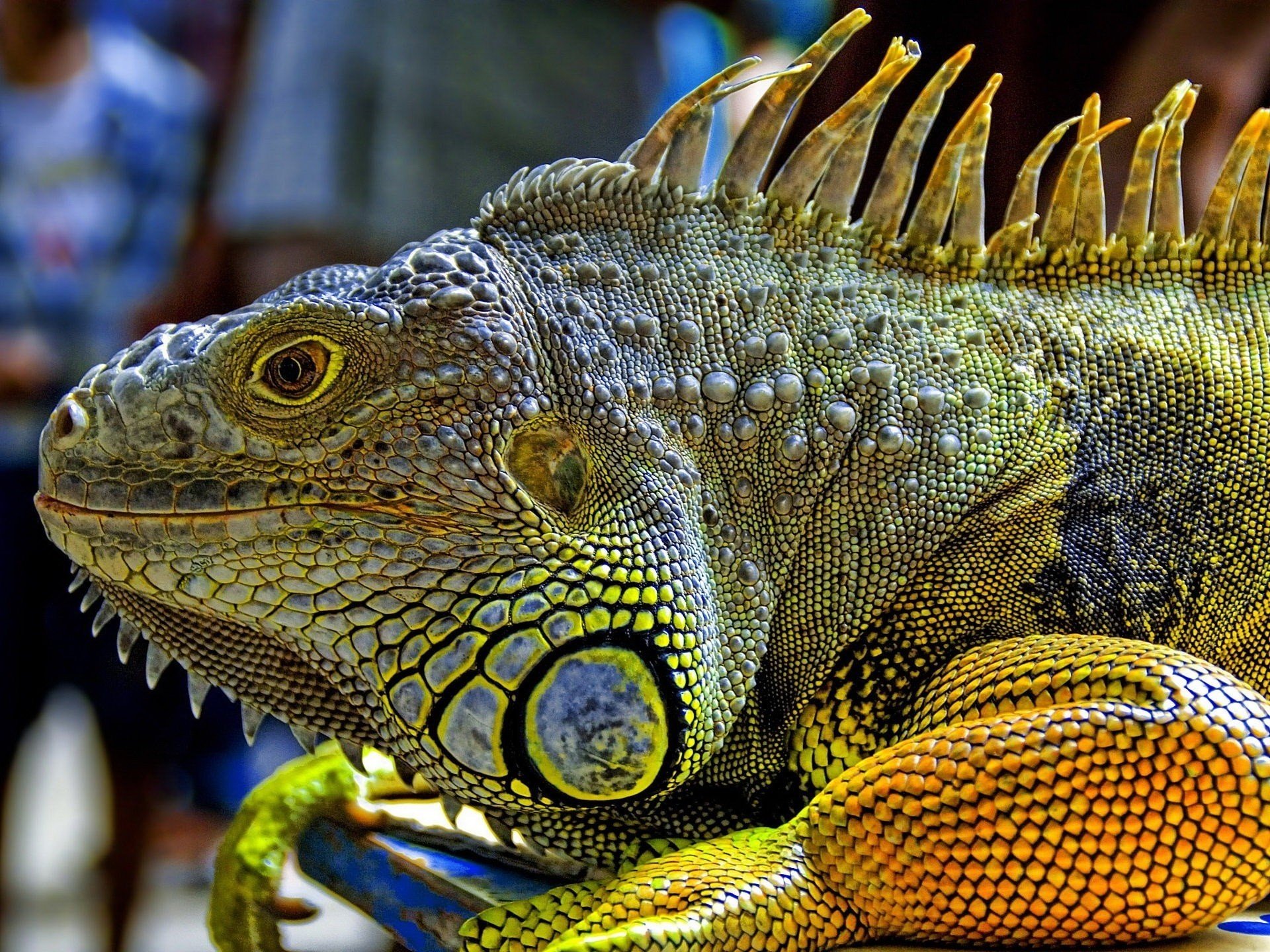 cuerpo frío iguana amarillo bestia ojos